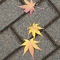 石畳の道と落ち葉（12月7日）