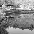 烏ヶ森公園の池の水面の映り込み・モノクロ（12月19日）