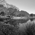 烏ヶ森公園の池の入口あたりの景色・モノクロ（12月19日）