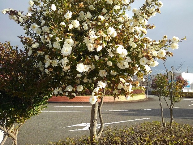 矢板駅前の白いサザンカの花（12月10日）