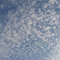 Photos: 午後の鱗雲（12月24日）