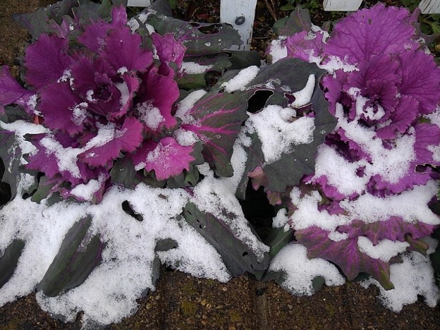 雪がついた紫ハボタン（12月28日）