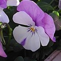 烏ヶ森公園の紫と白のパンジー（12月19日）