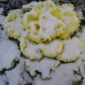 雪が積もった白ハボタン（1月1日）