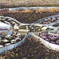 烏ヶ森公園の花の形の花壇（12月19日）