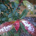 赤い葉に雪（2月11日）