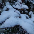 低木に雪が積もった様子（2月18日）