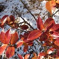 雪のバックに赤い葉（2月11日）