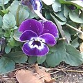 矢板駅の駅前花壇の紫パンジー（1月28日）
