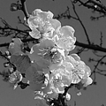 長峰公園の青空と梅の花・モノクロ（3月12日）