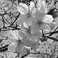 咲き始めた桜の花・モノクロ（3月31日）