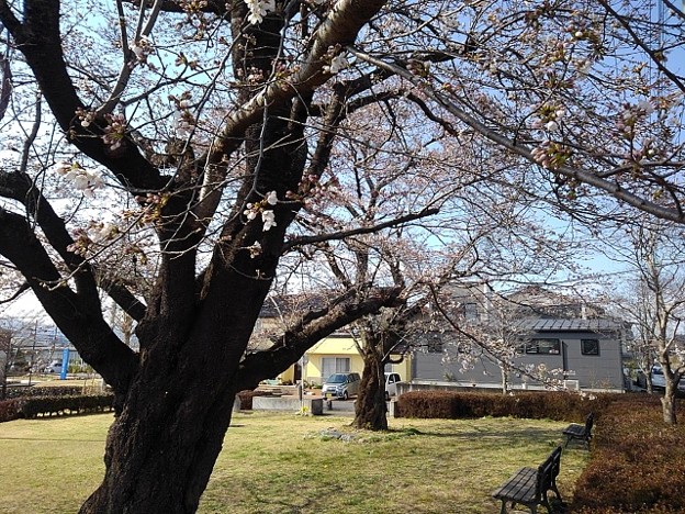 小さな公園の桜とベンチ（4月2日）