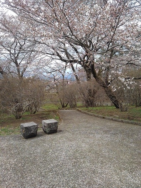 長峰公園の丘の桜とベンチ（4月3日）