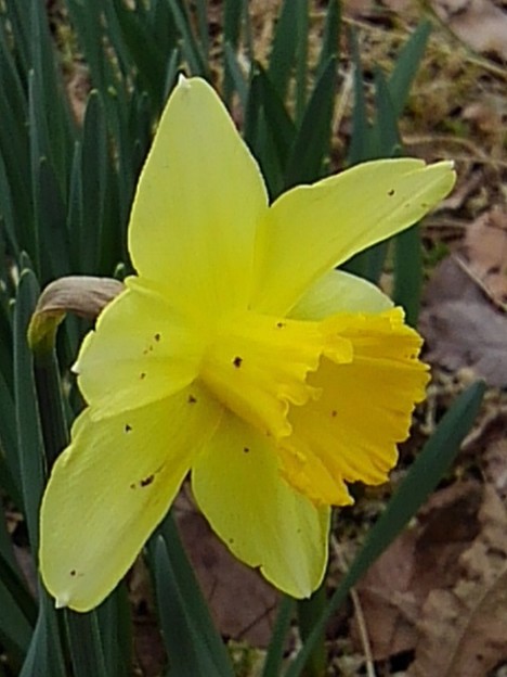 川崎城跡公園の丘のスイセンの花（3月20日）