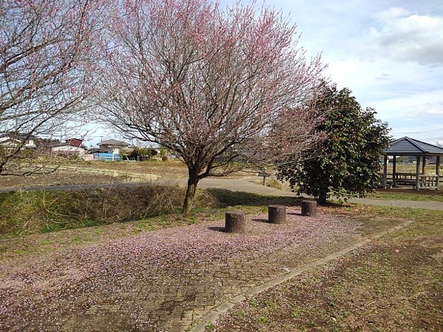 川崎城跡公園の梅の花のカーペット（3月20日）