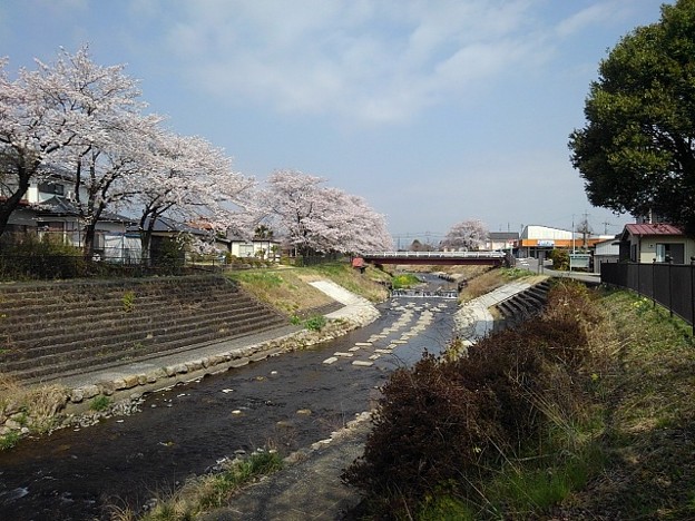 土手の上から見えた川と桜（4月7日）