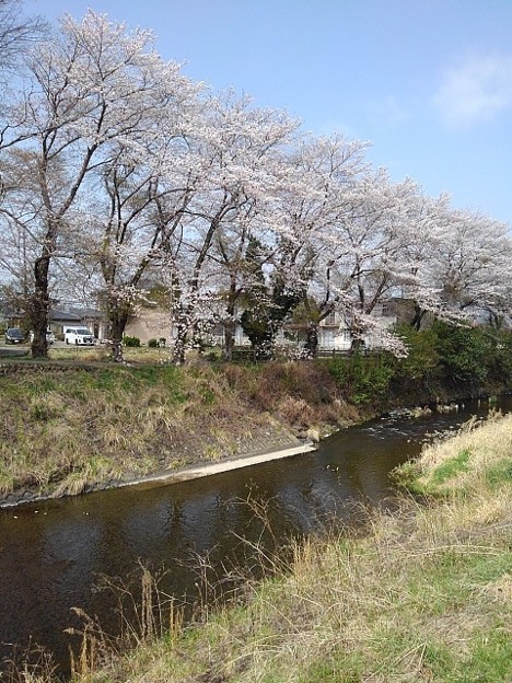 綺麗な川と桜（4月7日）