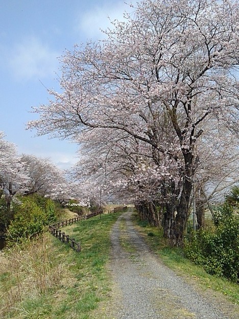 青空と桜のトンネル（4月7日）