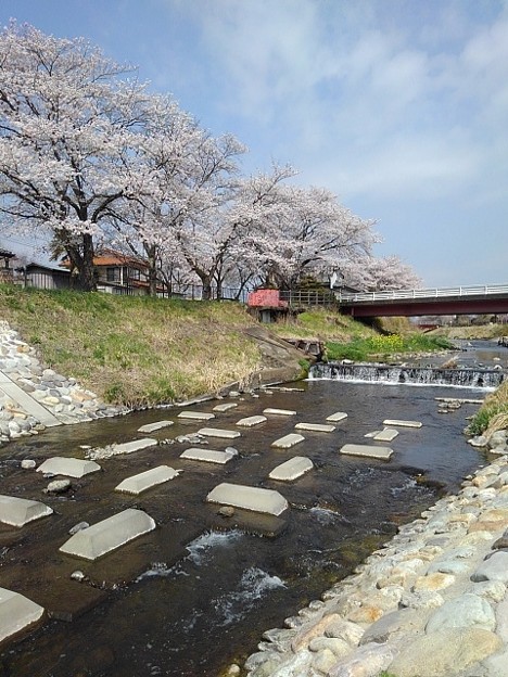 岸辺から見えた川と堰と桜（4月7日）