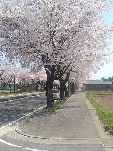 大田原市の桜の道（4月10日）