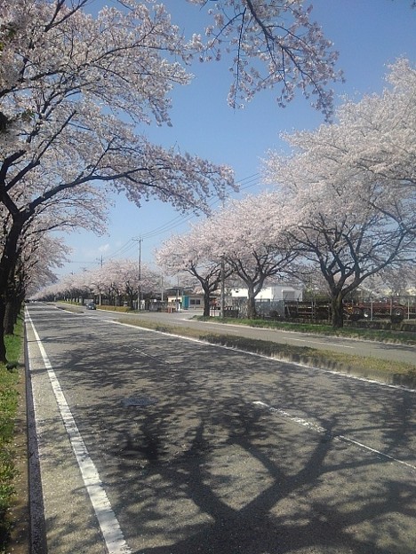 大田原市の桜の道路（4月10日）