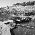烏ヶ森公園の池の橋と桜並木・モノクロ（4月10日）