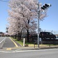 信号機と桜（4月8日）