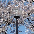 長峰公園の桜と街灯（4月9日）