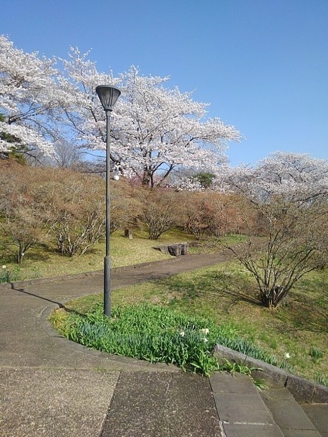 長峰公園の丘の街灯と桜（4月9日）