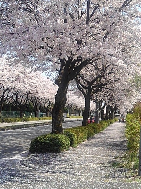 大田原の歩道の桜トンネル（4月10日）
