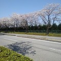 大田原の工業地帯の桜（4月10日）