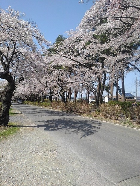烏ヶ森公園の入口の桜並木（4月10日）