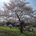 長峰公園の道路沿いの桜（4月9日）