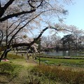 烏ヶ森公園の桜並木と池（4月10日）