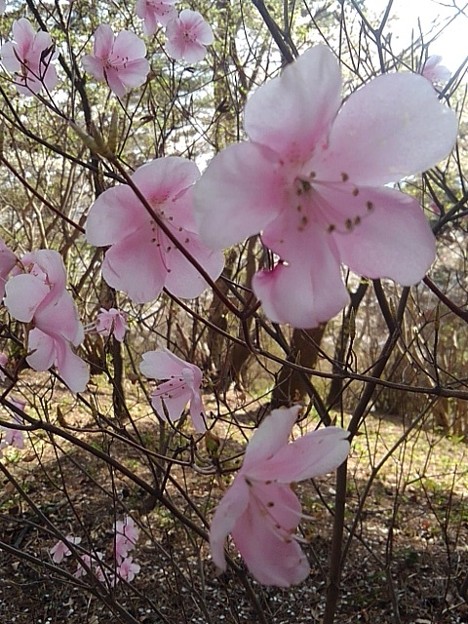 烏ヶ森公園の丘のピンクの花（4月10日）