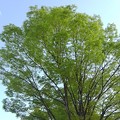 Photos: 街路樹（4月22日）