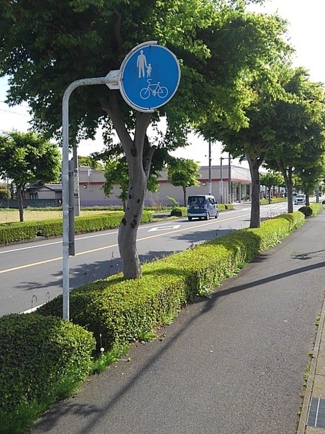 大田原の青モミジの歩道（4月30日）