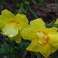 黄色い花（5月1日）