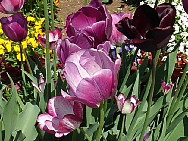 那須野が原公園の3種の紫チューリップの花（5月5日）