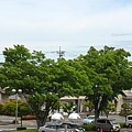 屋上駐車場から見えた街路樹（5月8日）