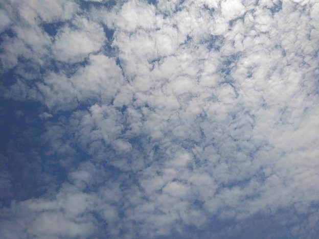 鱗雲の空（5月15日）