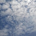 Photos: 鱗雲の空（5月15日）
