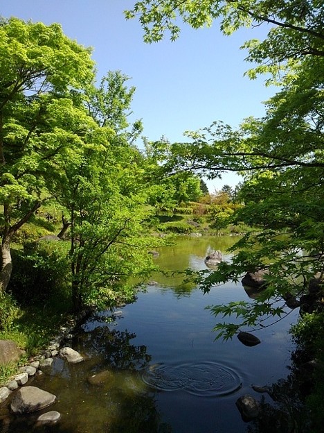 那須野が原公園の池と小川の境目（5月5日）