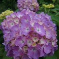長峰公園の赤紫色のアジサイの花（6月18日）