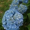 長峰公園の水色のアジサイの花（6月18日）
