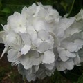 長峰公園の白いアジサイの花（6月18日）