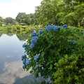 烏ヶ森公園の池の映り込みと青いアジサイ（6月25日）