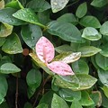庭のピンクの葉（6月24日）