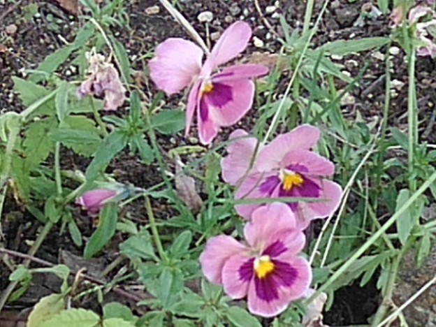 長峰公園の薄紫のパンジーの花（6月18日）