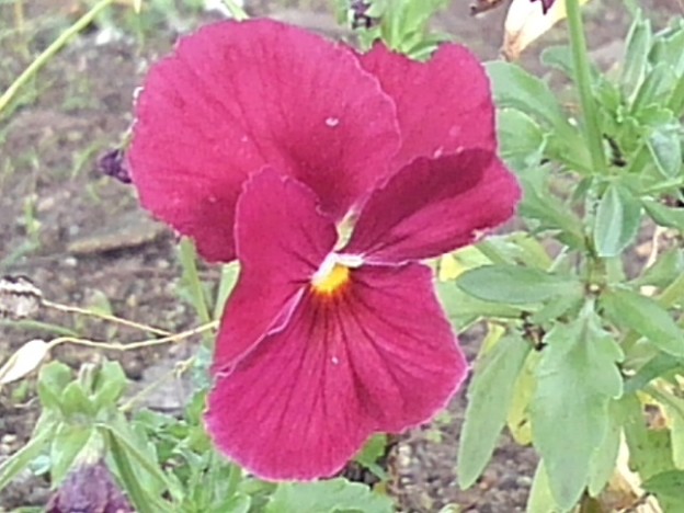 長峰公園の赤紫のパンジーの花（6月18日）